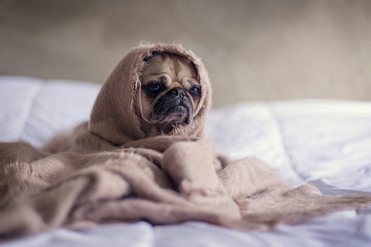 Les chiens ressemblant au Bouledogue Français: Top races canines