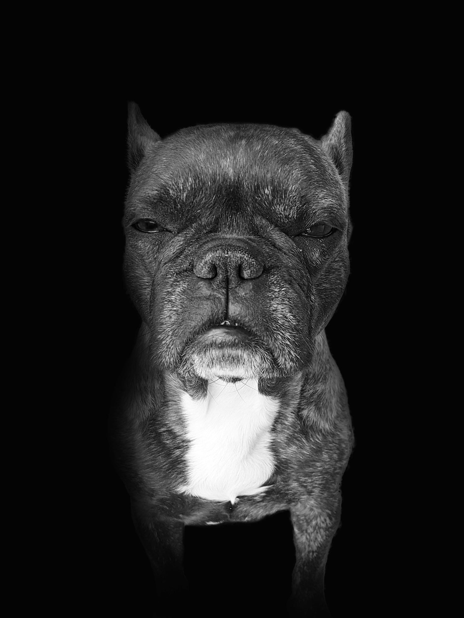 photo bouledogue français noir et blanc