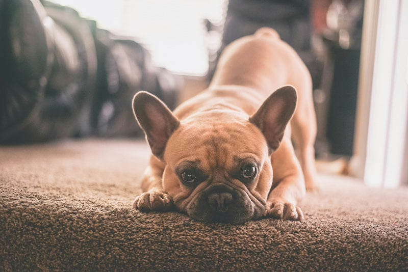 Hernie discale chez le Bouledogue Français : Ce qu'il faut savoir