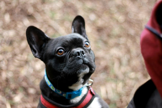 Gestation du bouledogue français : durée, étapes et soins essentiels pour une portée en bonne santé