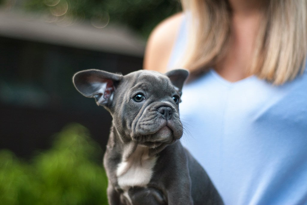 Le bouledogue français bleu : un chien aux couleurs et caractéristiques uniques