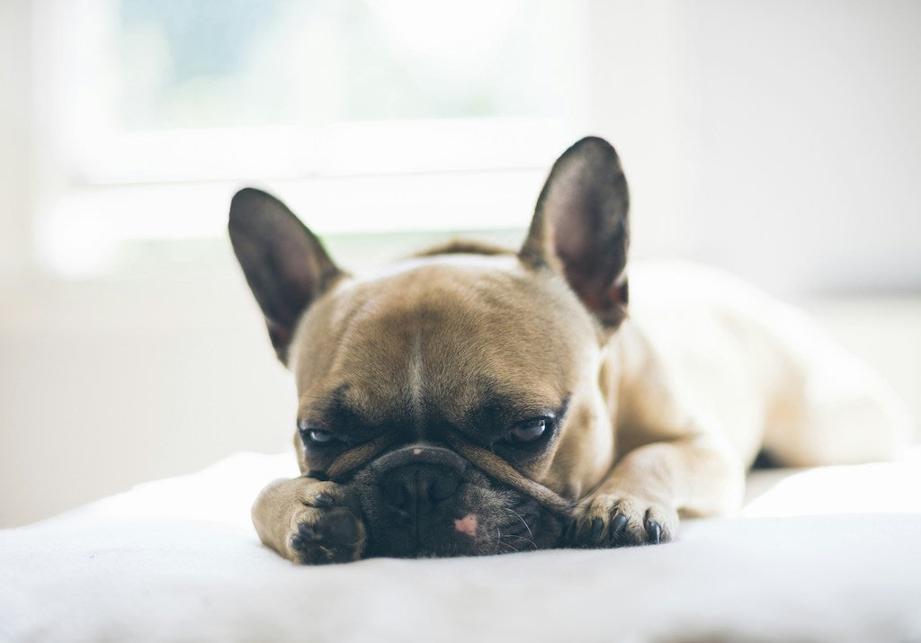 Esperance de vie du Bouledogue français : ce qu'il faut savoir