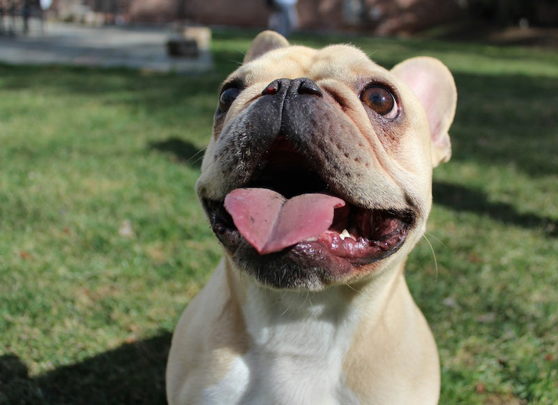 Donnez une seconde chance à un bouledogue français abandonné