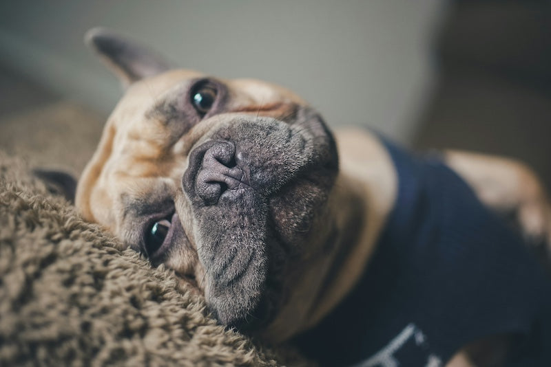 Problèmes de peau courants chez le Bouledogue Français