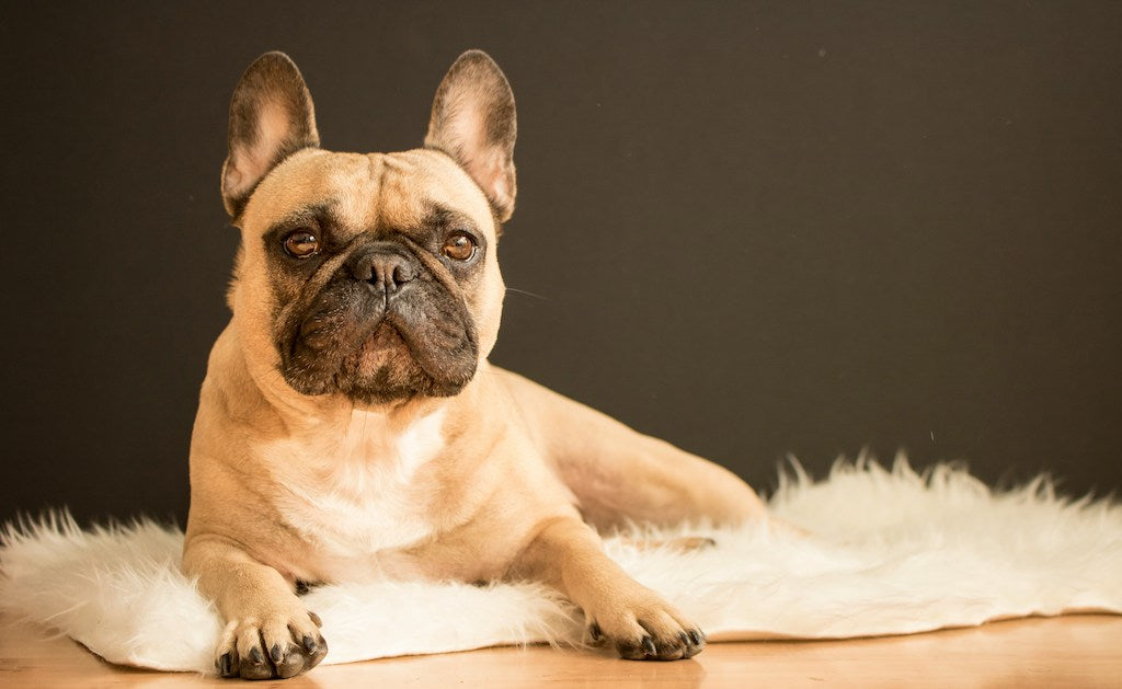 Les origines étonnantes du bouledogue français